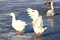 Maschseeimpressionen  017
